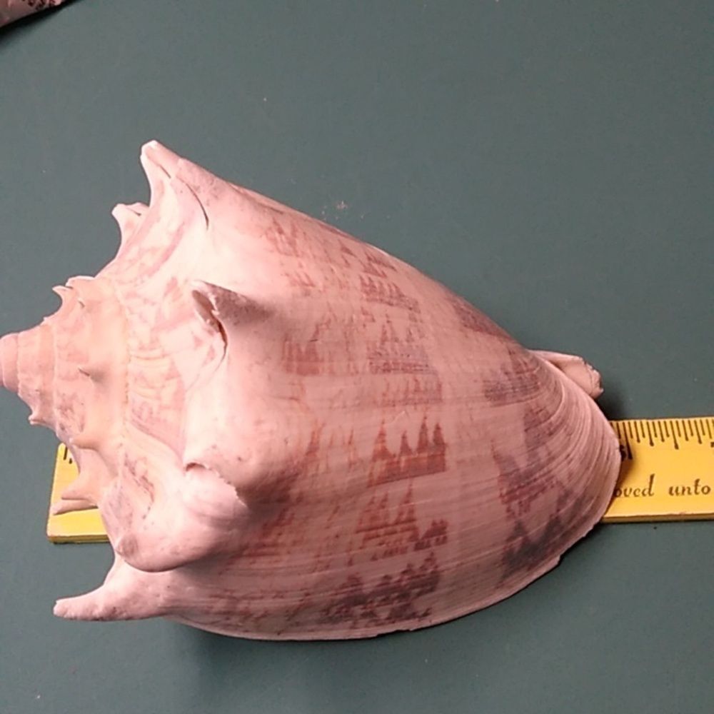 Decorative Seashell with Intricate Patterns - Picture 5 of 6